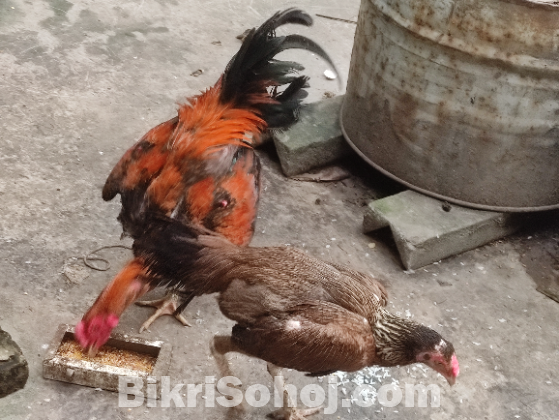 ফাইটার আসিল মোরগ ও মুরগি ডিম পারে